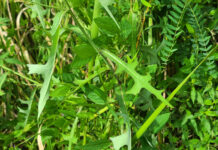 쌉싸름 왕고들빼기로 입맛 살리고, 활력 채우세요