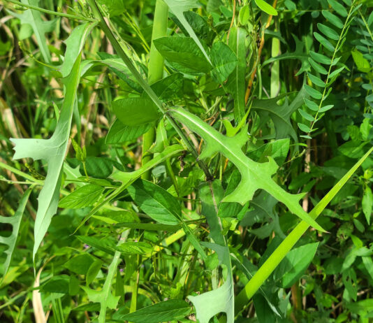 쌉싸름 왕고들빼기로 입맛 살리고, 활력 채우세요