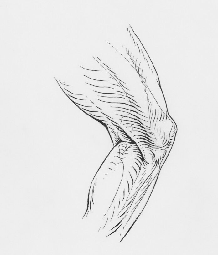 Photo by Europeana a drawing of a bird flying in the sky