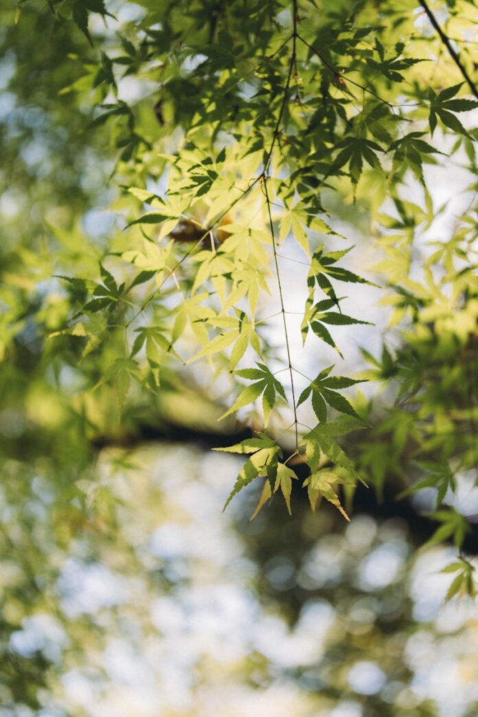 Photo by ZHANG FENGSHENG Green leaves hang from a tree branch.