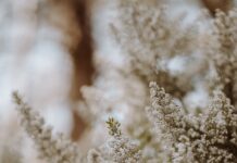 “요즘 감기 걸리듯 코가 막혀요”… 계절성 알레르기, 이제는 관리가 필요한 시기입니다 white flowers in tilt shift lens