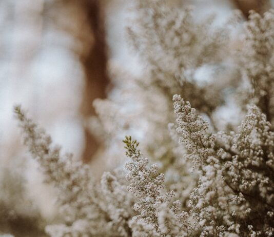 “요즘 감기 걸리듯 코가 막혀요”… 계절성 알레르기, 이제는 관리가 필요한 시기입니다 white flowers in tilt shift lens