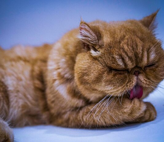 “밥 먹고 나면 왜 이렇게 졸릴까요?”… 식곤증이 단순한 졸음이 아닐 수도 있습니다 a cat yawning on a bed