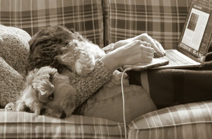 a dog laying on a couch